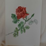 Roos