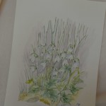 Bloemen