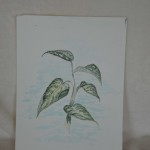 Bloemen